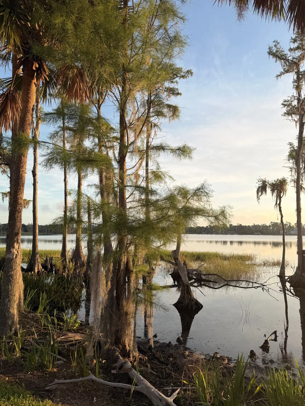 Scenic Central Florida lake with palm and cypress trees near Lake Mary, FL