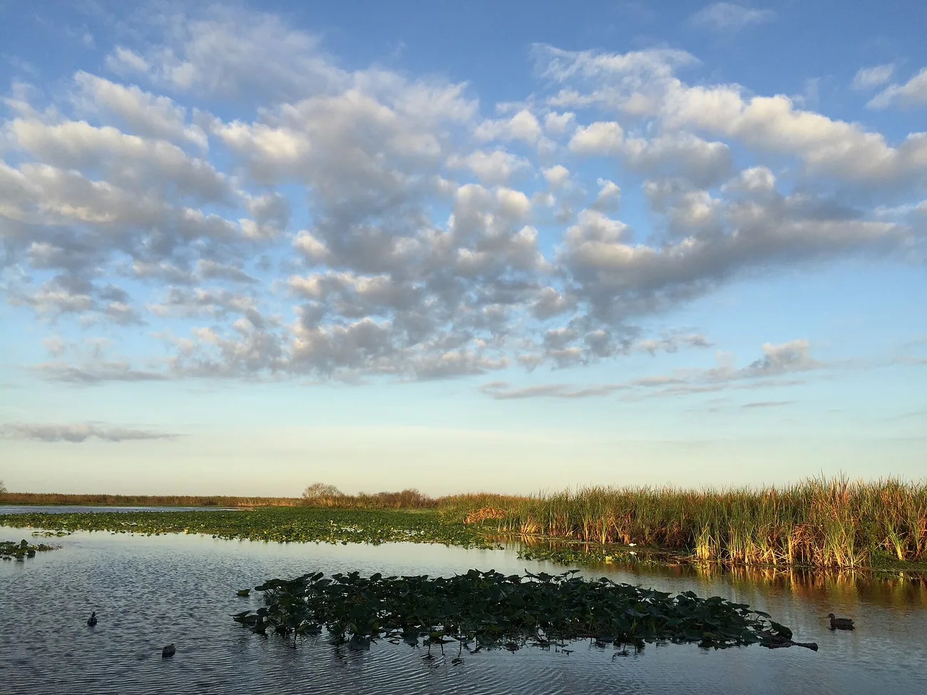 Lake Monroe wetland shoreline with reeds and open sky near Deltona, FL