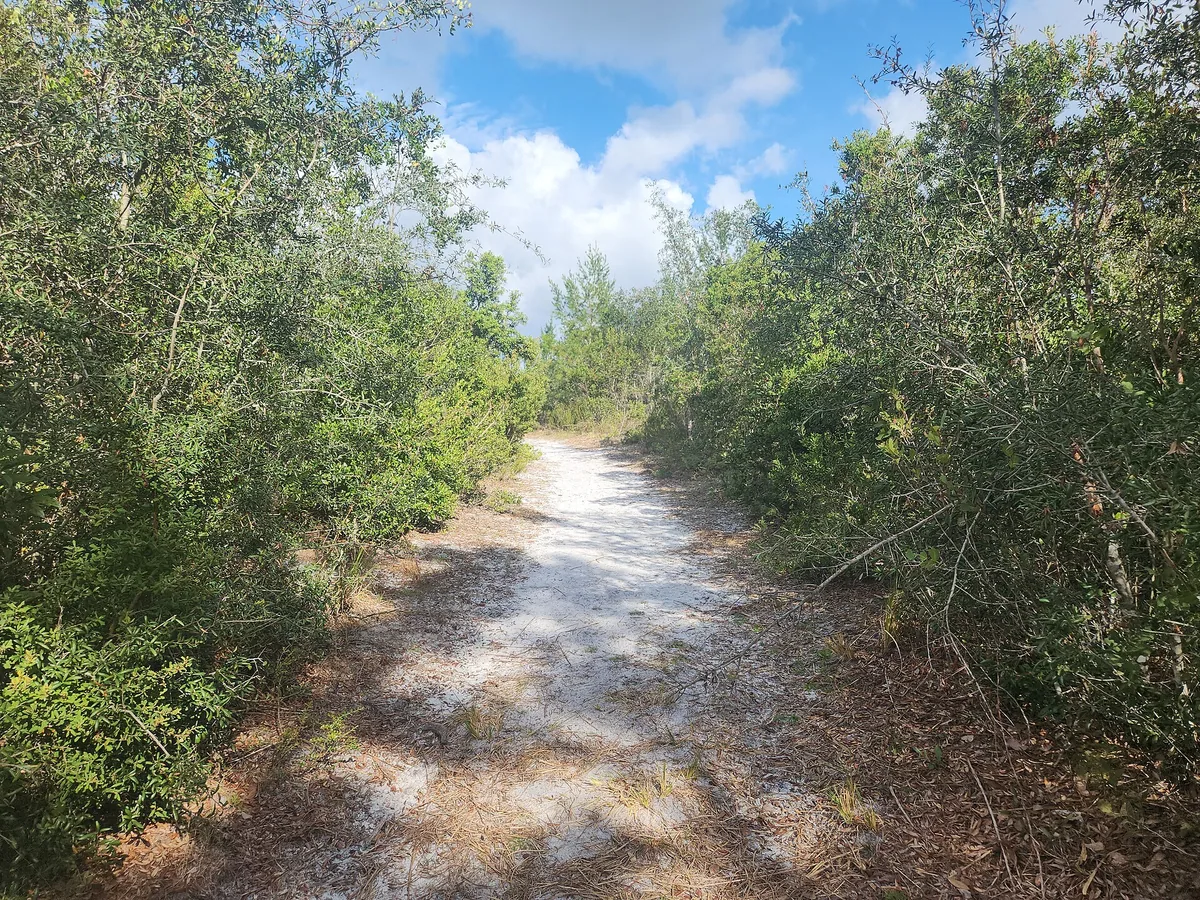 Sandy scrub trail through Lyonia Preserve in Deltona, FL